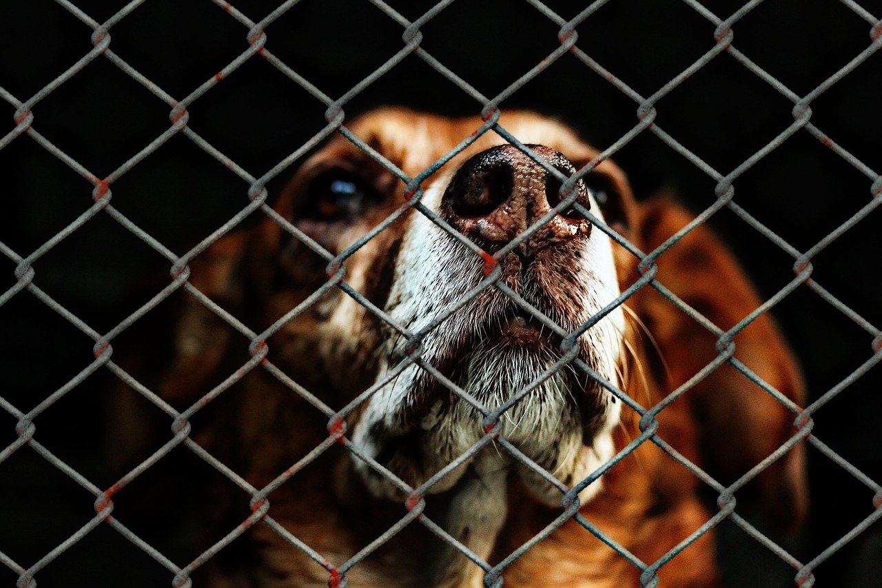 The American Animal Rescue System Is Broken—And We’re Letting It Happen