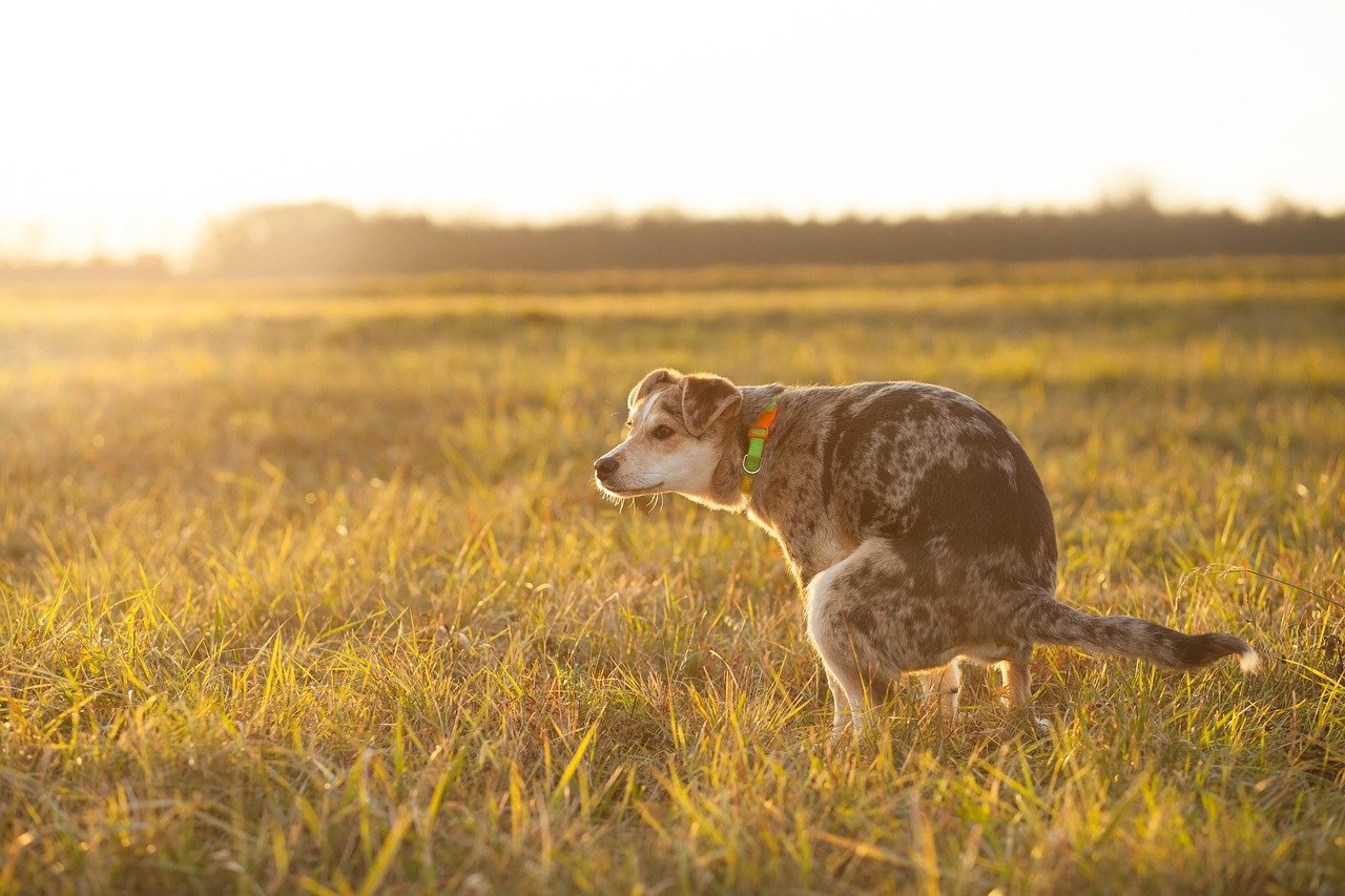 Your Dog’s Gut Might Be Affecting Their Anxiety—Here’s What You Need to Know