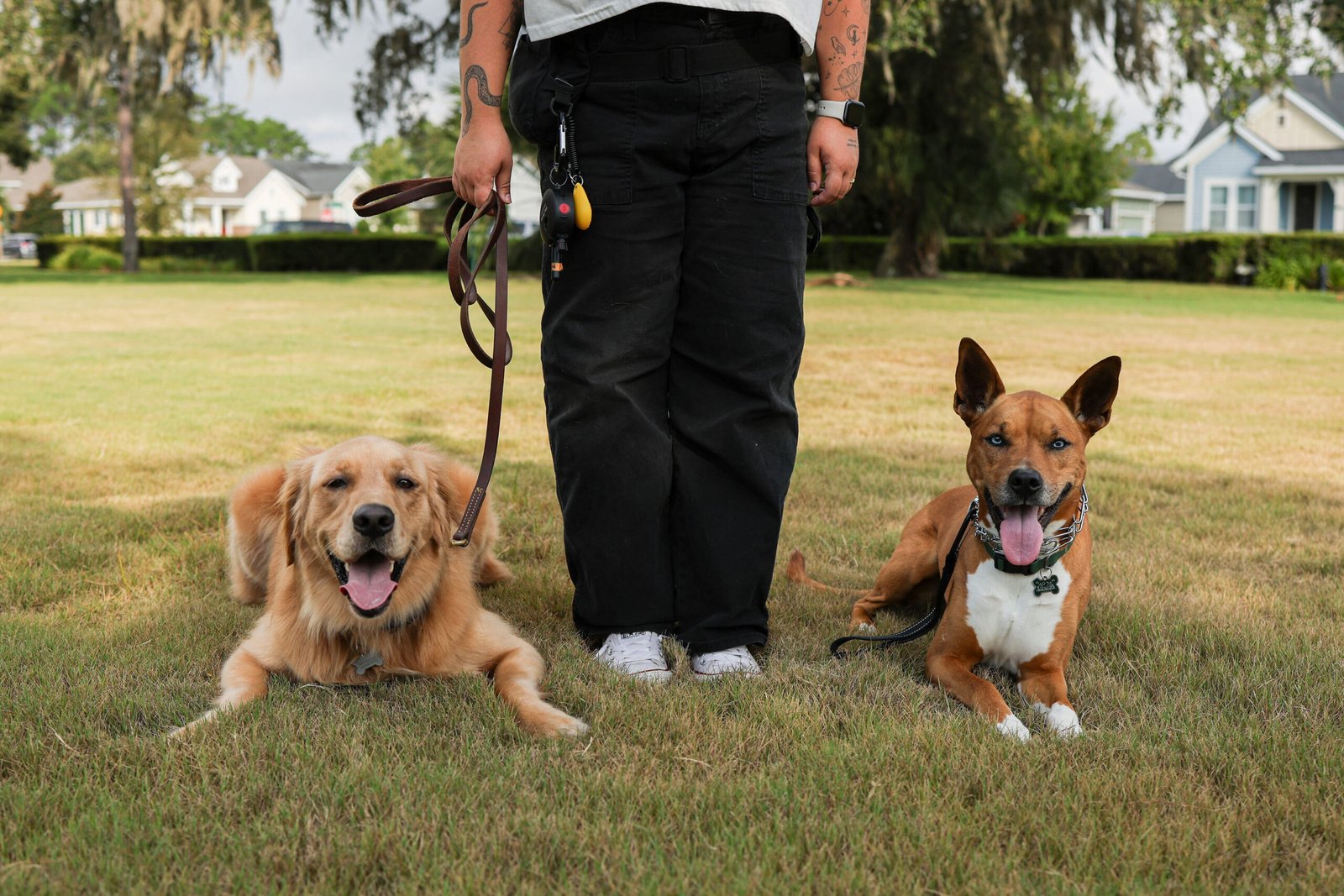 Does the Breed Really Matter? Rethinking Behavior, Welfare, and the “It’s All How You Raise Them” Myth